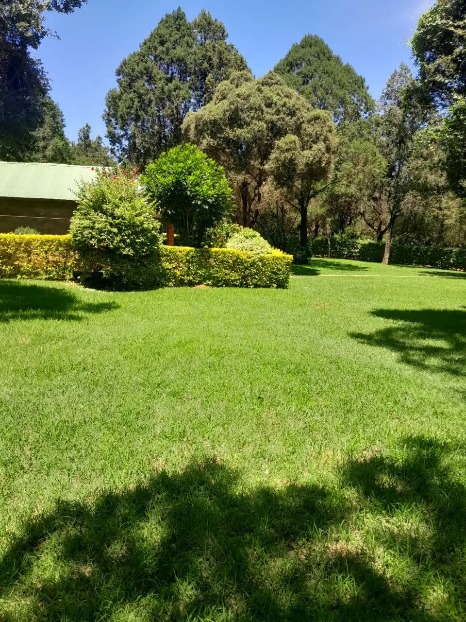 Milimani Collection 1